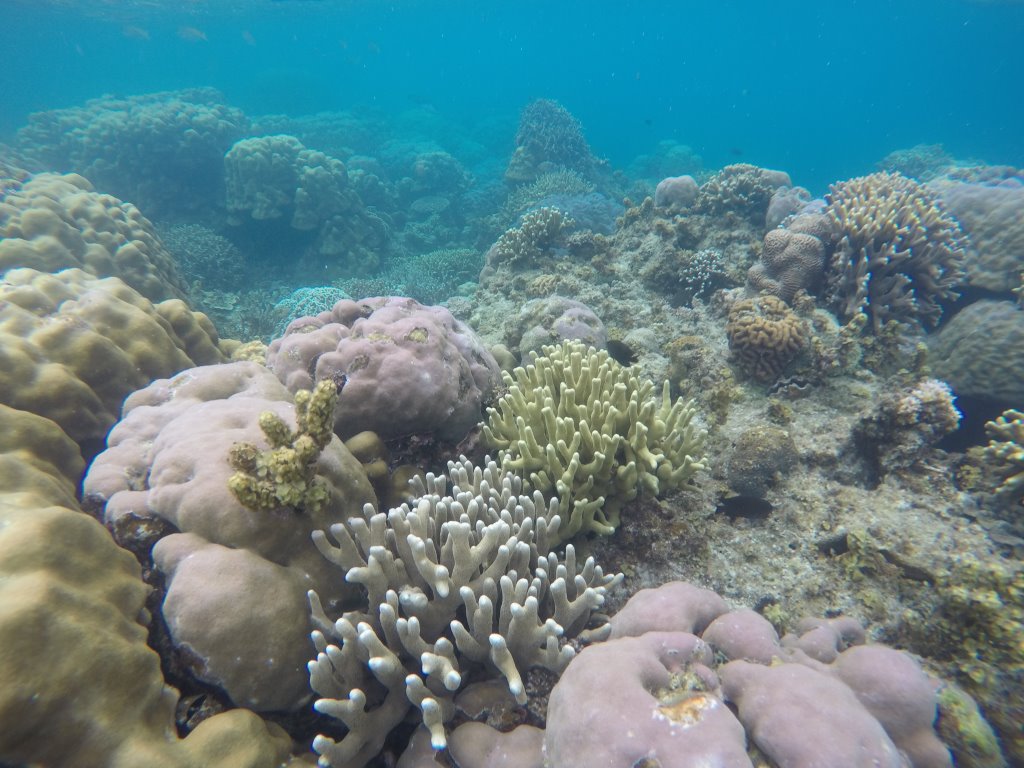 Čudovito morsko dno pri Port Bartonu, kjer najdemo tudi korale v obliki možganov.