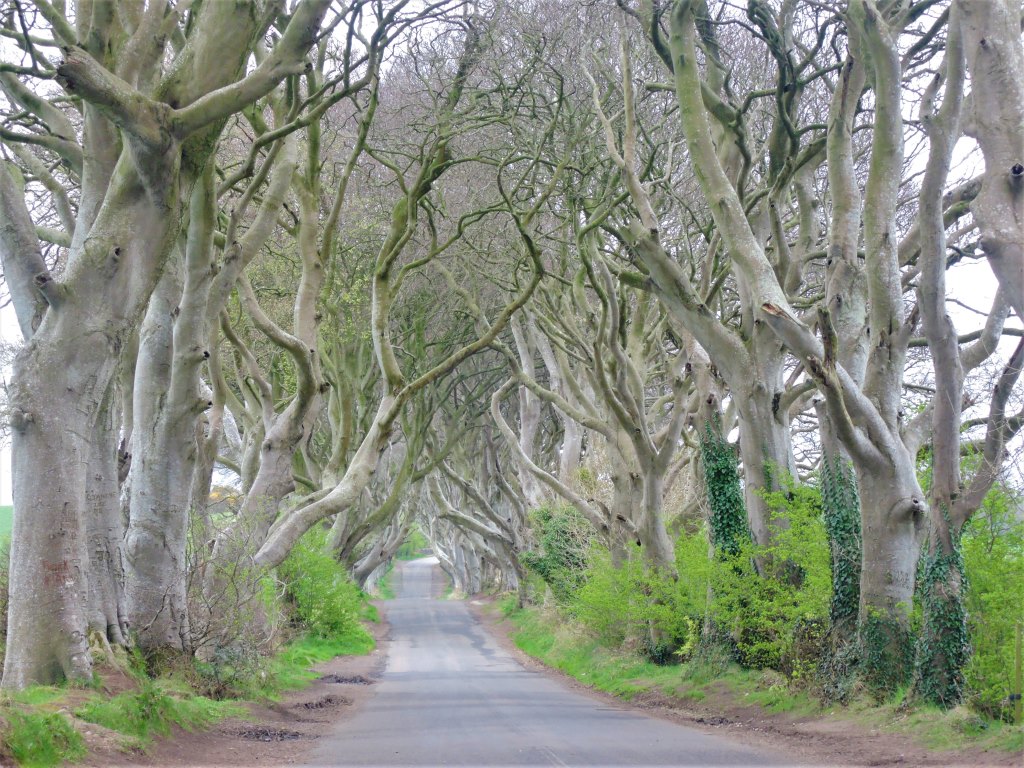 Irska. Ljubitelji nadaljevanke Igra prestolov, boste sigurno prepoznali drevored na kraljevi cesti (Kingsroad), ki je povezovala Kraljevi pristanek z Zimiščem. Ta drevored se imenuje Dark Hedges in je res nekaj posebnega