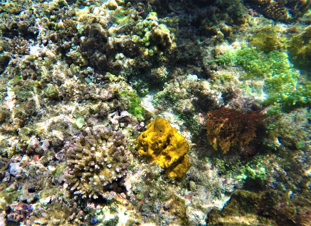 Včasih so korale zelo zanimivih barv, med njimi se najde tudi zlata.