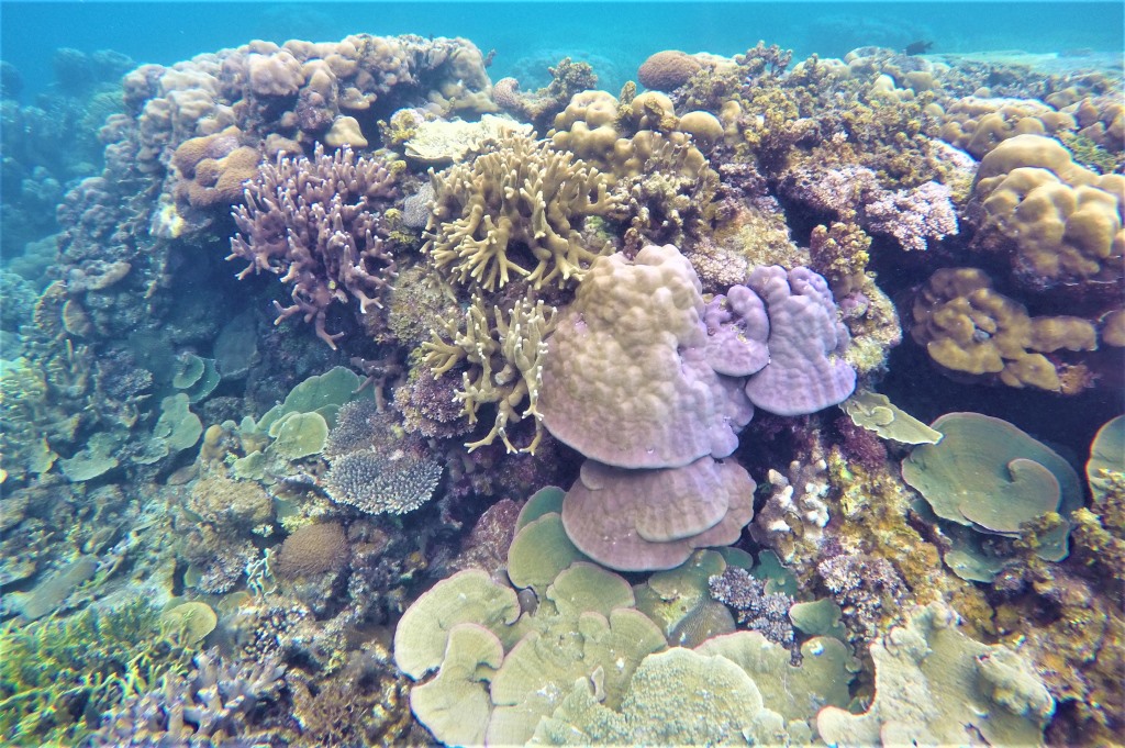 Korale vseh barv in oblik, ki smo jih videli na "koralnem vrtu" med izletom z ladjico iz Port Bartona.