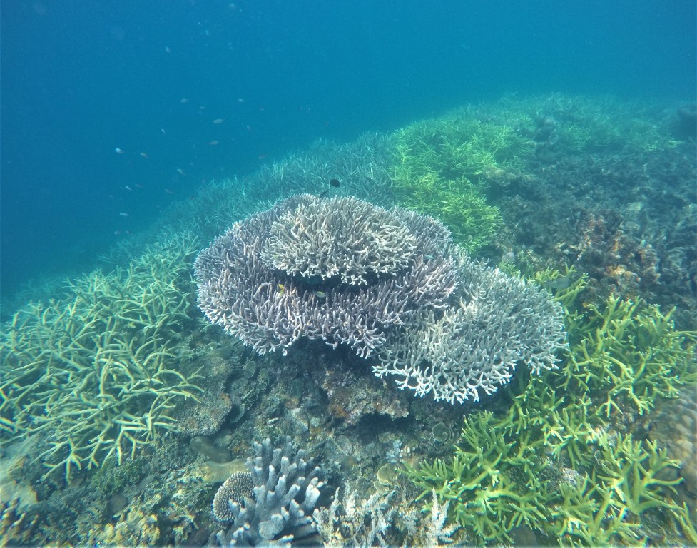 Prelepe korale vseh barv, ki smo jih videli na koralnem vrtu med izletom z ladjico iz Port Bartona.