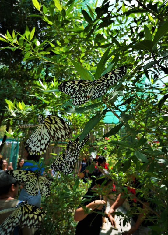 Vrt poln prekrasnih metuljev, ki letajo naokoli in pristajajo na obiskovalcih.
