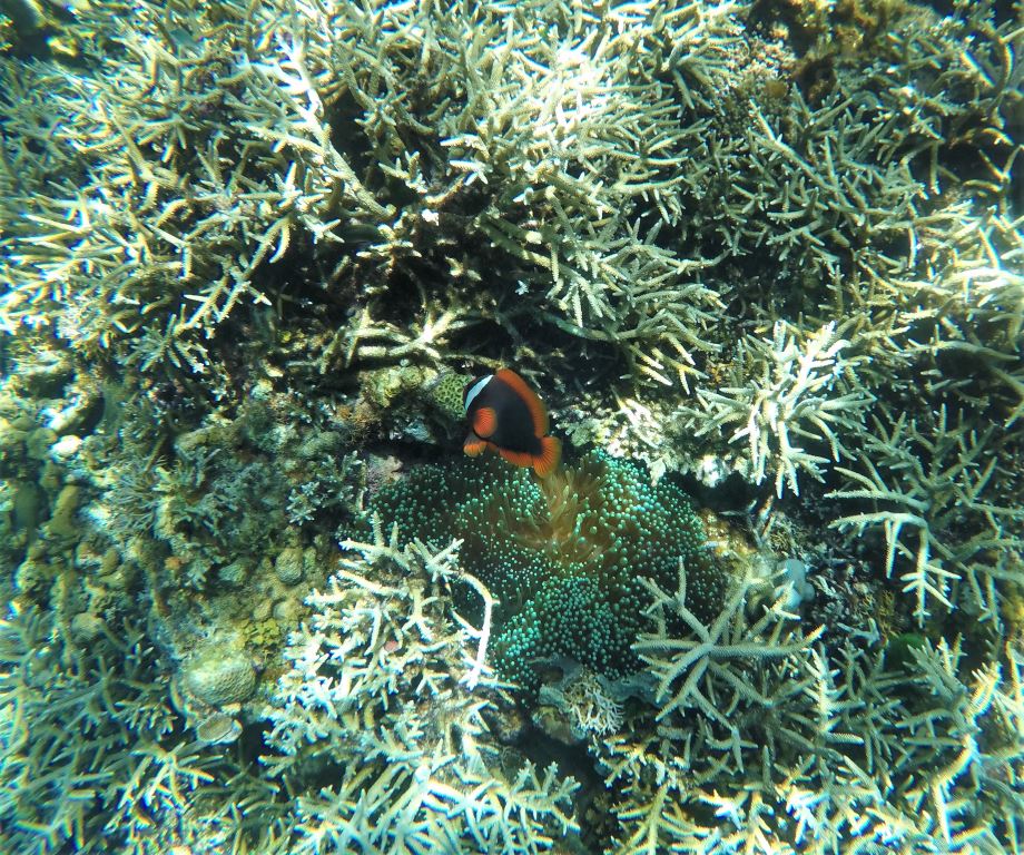 Lepa oranžno-črna ribica je stražila svoje domovanje v morski travi med koralami.