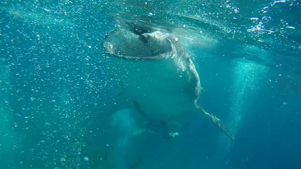 Kitovec med hranjenjem s planktonom, sesa vase vodo, da iz nje prefiltrira hrano.