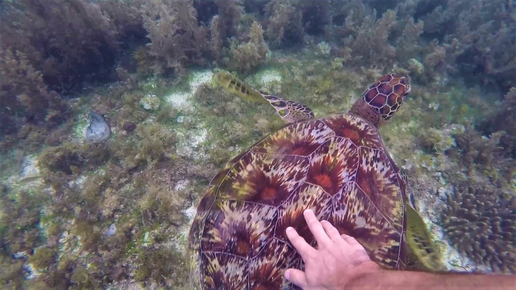 Prelepa morska želva