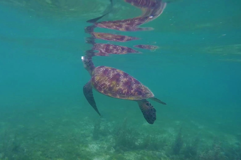 Morska želva, ki se je pasla na travi v plitvinah plaže Moalboal se je dvignila na gladino, da je zajela zrak.