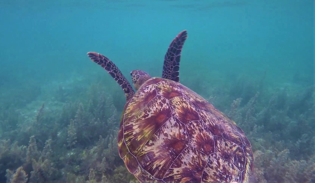 Morska želva, ki se je pasla na morski travi v plitvinah plaže Moalboal je zaplavala in se prestavila na drug morski pašnik.