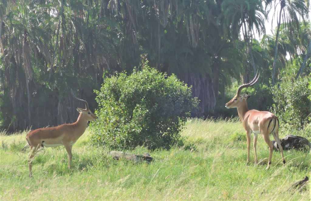 Tanzanija. Antilopi na paši.
