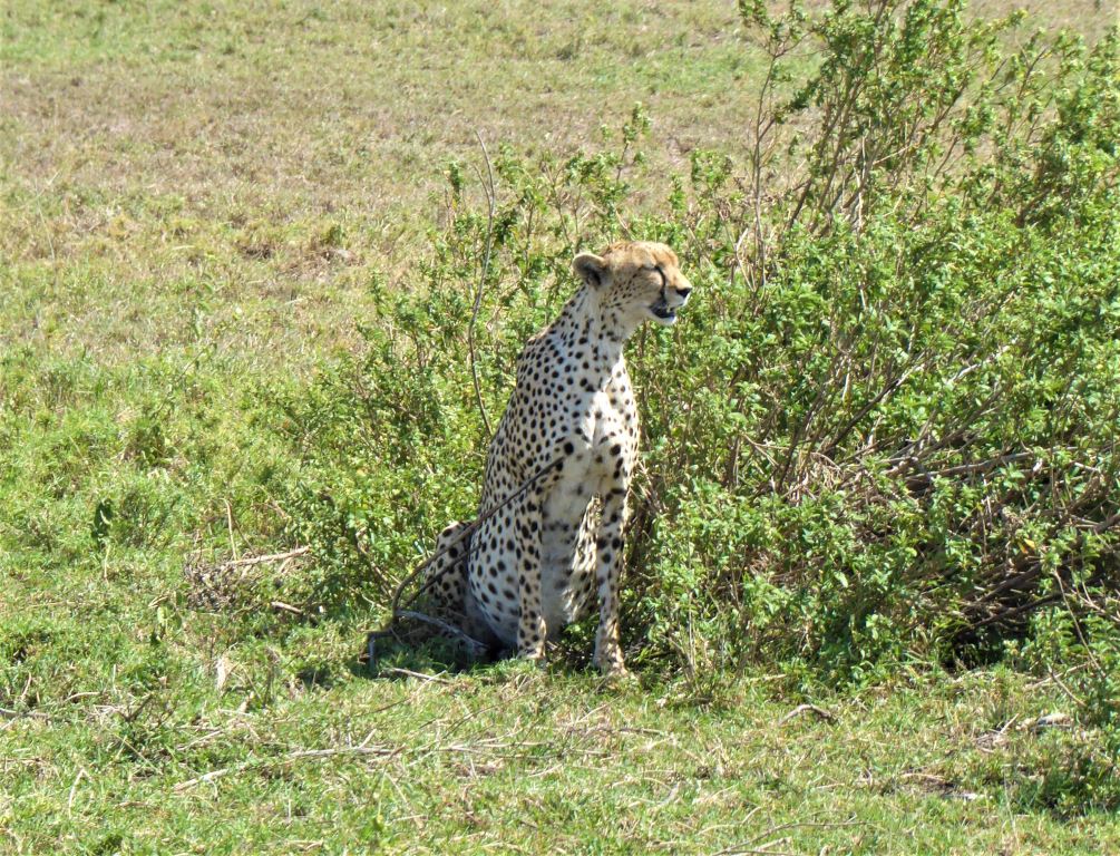 Safari Tanzanija. Gepard