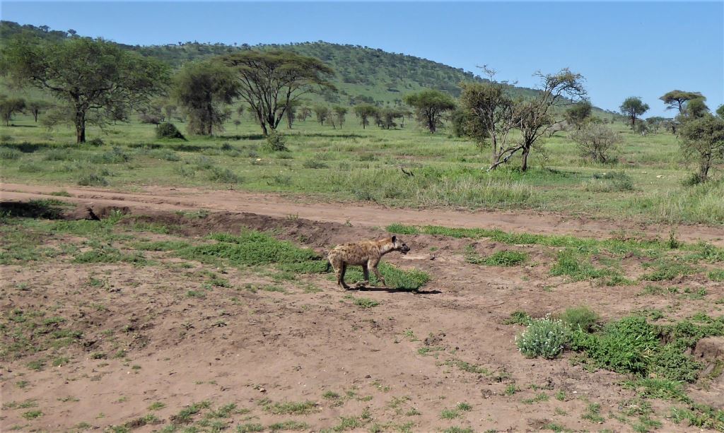 Safari Tanzanija. Hijena