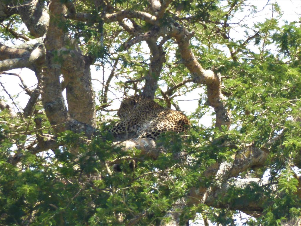 Safari Tanzanija. Leopard