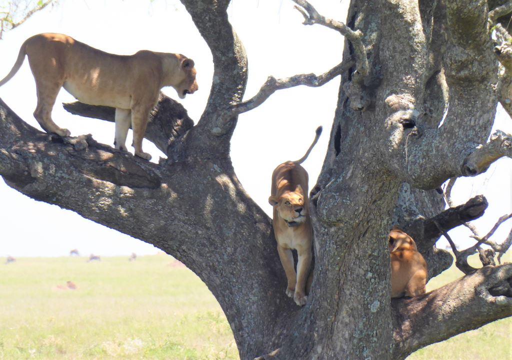 Levinje v krošnji drevesa. Lev se dobro znajde tudi na drevesu.