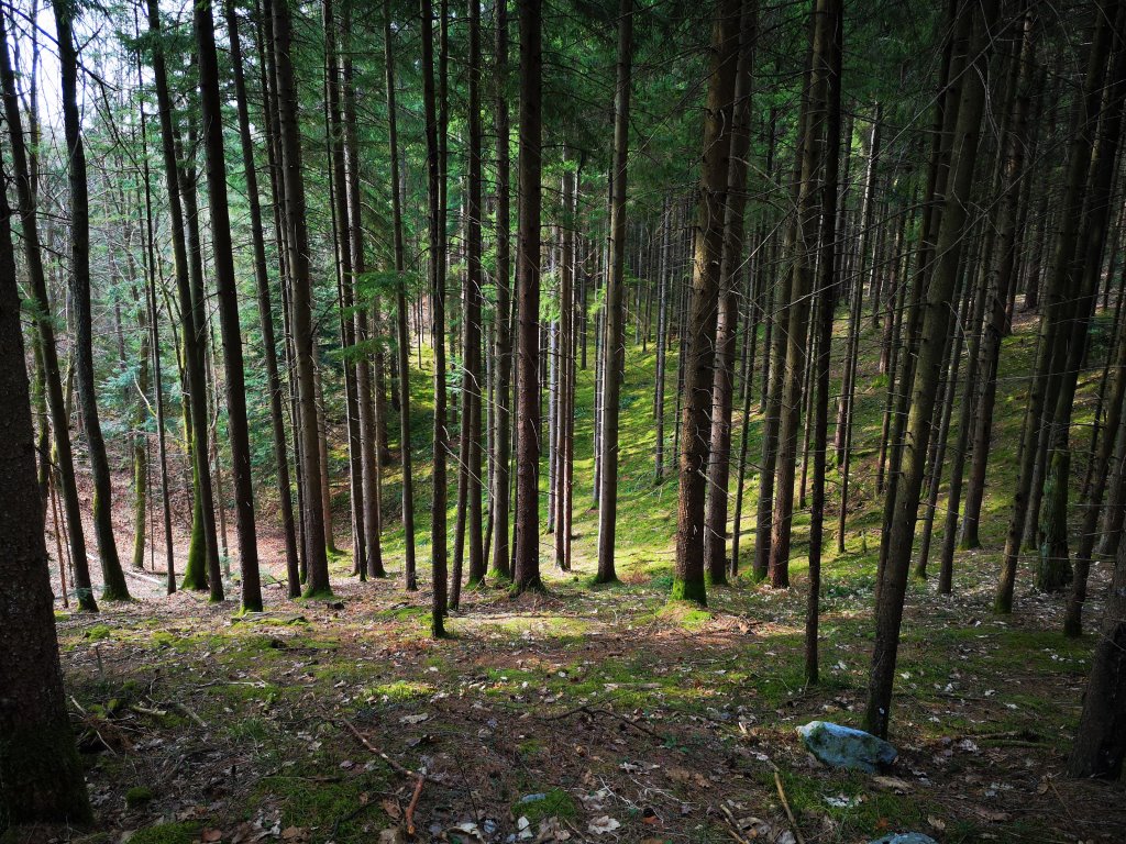 Udin Boršt je pravljični gozd v bližini Naklega in Kranja.