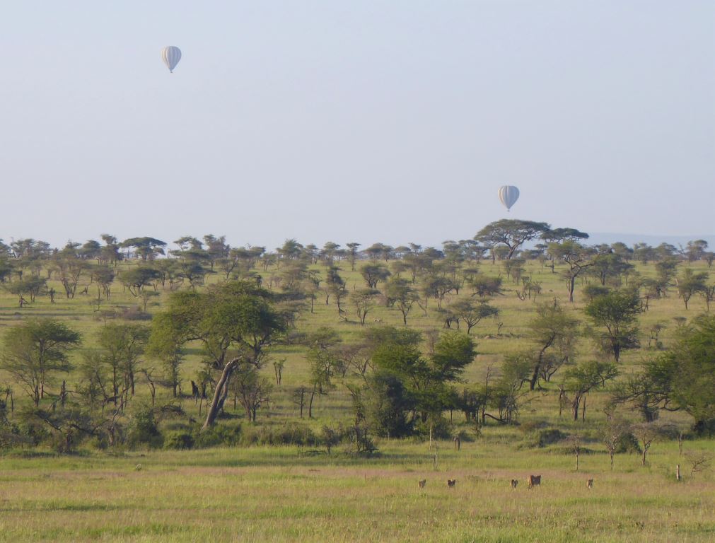 Safari Tanzanija. Panorama v Serengetiju in gepardja družina na pohodu