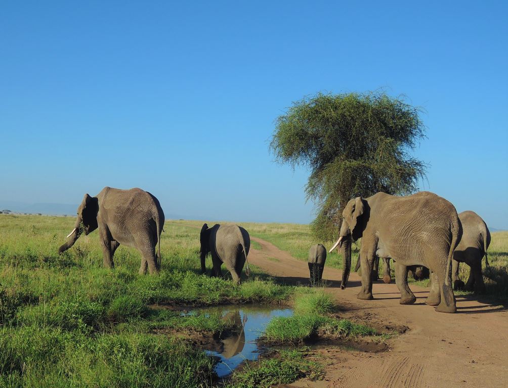 Slonja družina v iskanju hrane. Alfa slon vodi svojo družino slonov proti novim virom hrane.
