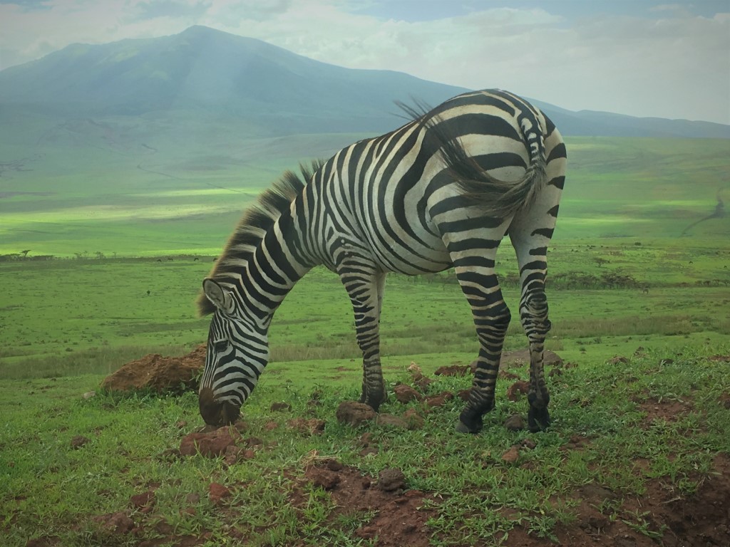 Tanzanija safari. Zebra na paši