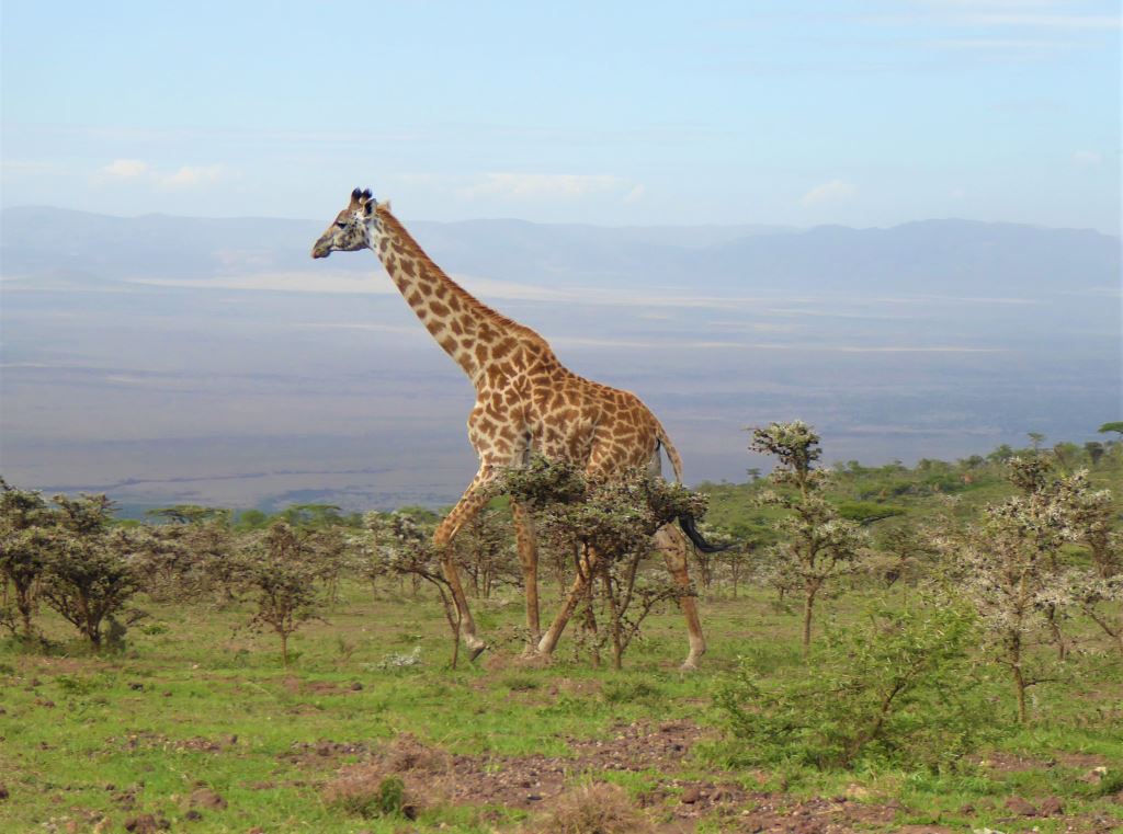 Tanzanija safari - Žirafa